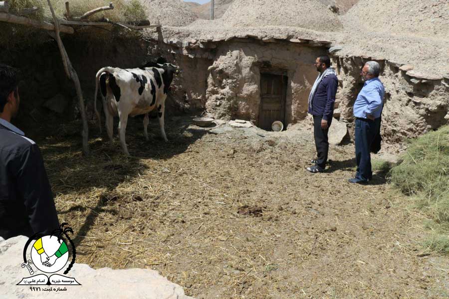 تهیه گاو شیری - روستای شاچ